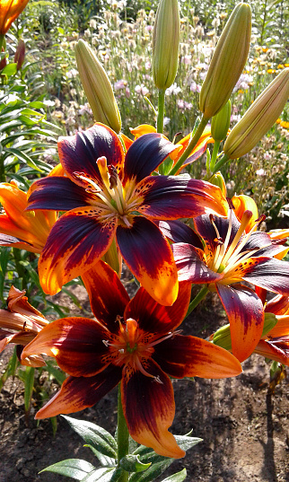 bright orange asiatic lily