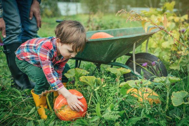 zucche per la raccolta della famiglia in autunno - pumpkin autumn october squash foto e immagini stock
