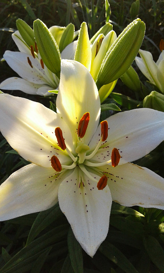 white asiatic lily