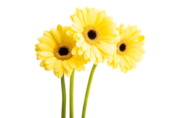 istock beautiful gerbera flowers isolated 1271768584