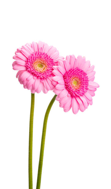 istock beautiful gerbera flowers isolated 1271768610