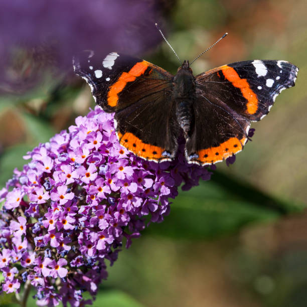Vanessa Atalanta - Red Admiral in Butterfly Bush Space for text vanessa atalanta stock pictures, royalty-free photos & images