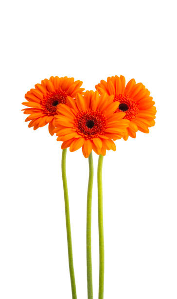 istock beautiful gerbera flowers isolated 1271768799