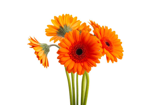 istock beautiful gerbera flowers isolated 1271769443