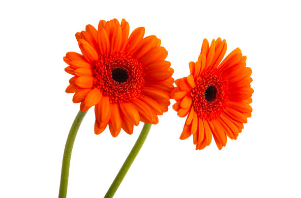 istock beautiful gerbera flowers isolated 1271769504
