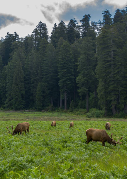 istock Elk in Prairie Creek Redwoods State Park 1271769562