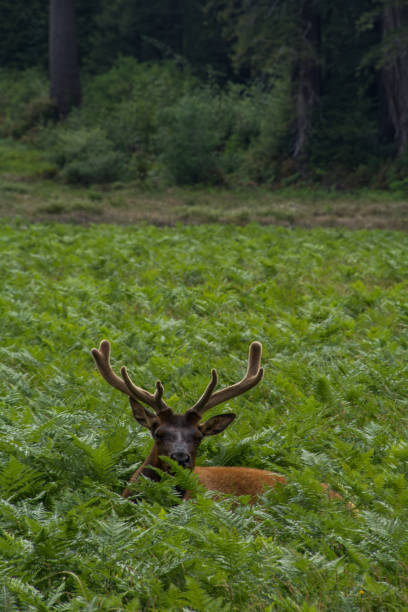 istock Elk in Prairie Creek Redwoods State Park 1271769588