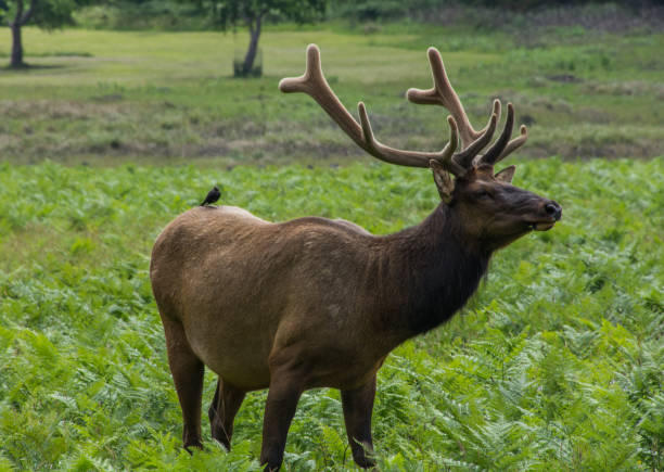 istock Elk in Prairie Creek Redwoods State Park 1271769598