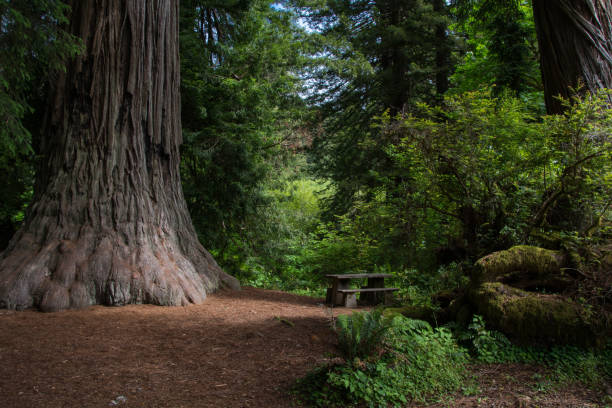 istock Picnic table next to a redwood tree 1271769635
