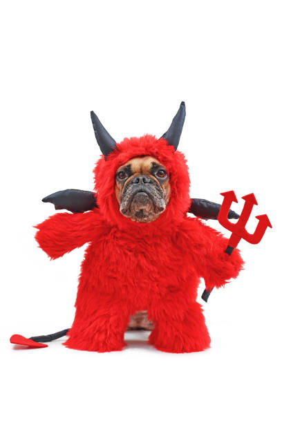 funny french buldog dog with red devil halloween costum wearing a fluffy full body suit with fake arms holding pitchfork, with devil tail, horns and black bat wings - devil dogs imagens e fotografias de stock