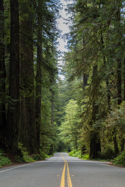 istock Highway through a redwood forest 1271769762