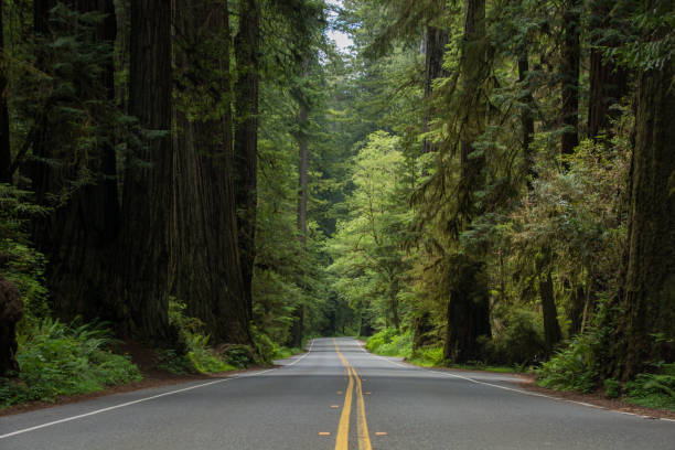 istock Highway through a redwood forest 1271769778