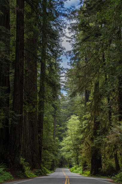 istock Highway through a redwood forest 1271769796