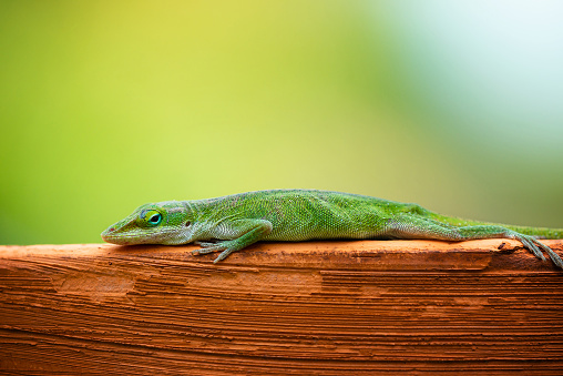 Green Anole lizard (Anolis carolinensis) crawling on the rim of a terracotta pot in the garden. Natural green background with copy space.