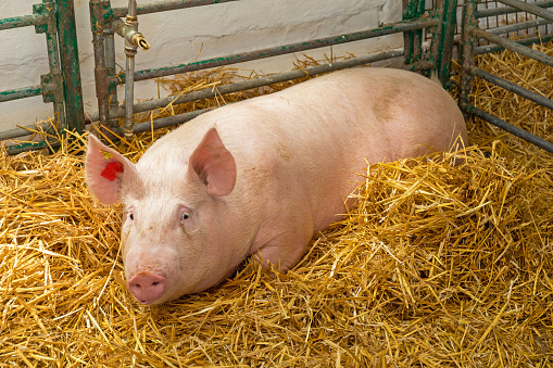 One Big Pig Laying in Straw at Farm