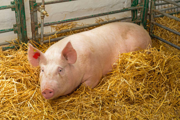 Big Pig Laying One Big Pig Laying in Straw at Farm sow pig stock pictures, royalty-free photos & images