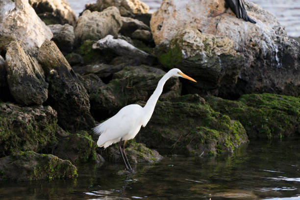 istock Eastern great egret (white heron) hunting in the water 1271770147