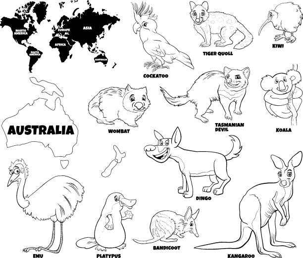 educational illustration of Australian animals color book page Black and White Educational Cartoon Illustration of Australian Animals Set and World Map with Continents Shapes Coloring Book Page wombat stock illustrations