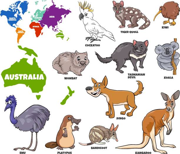 educational illustration of Australian animals set Educational Cartoon Illustration of Australian Animals Set and World Map with Continents Shapes wombat stock illustrations
