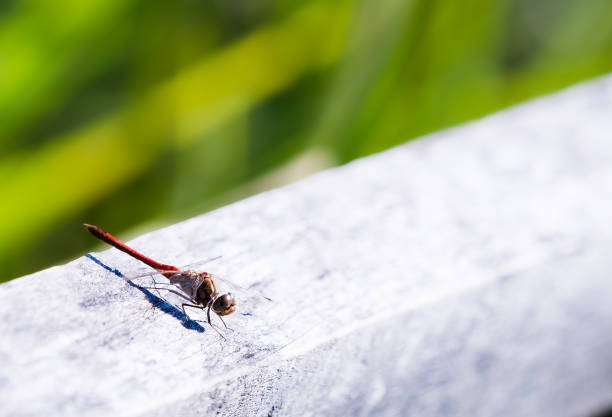istock Red Dragonfly sitting on wooden fence. 1271773077