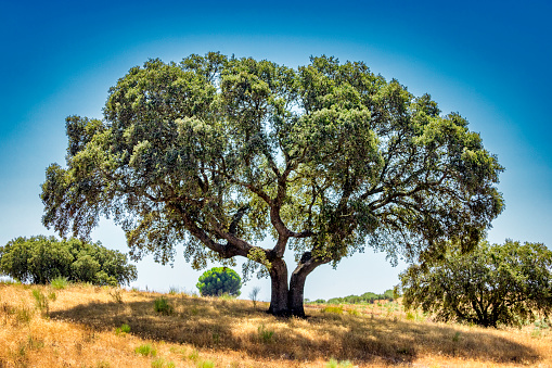 The precious and versatile vegetable tissue known as cork is the outer bark of the cork oak tree (Quercus suber or as the Portuguese call it sobreiro). This is a big corktree in Rosmaninhal, Beira Baixa, in the center of Portugal Uiii