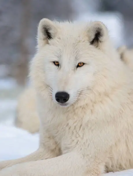 Portrait of a polar wolf on a grey background