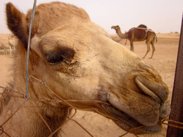 istock Dubai Camel Eating Barbed Wire Fence 1271774498
