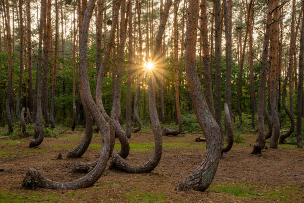 misterioso bosque con pinos curvos cerca de gryfino en polonia - encorvado fotografías e imágenes de stock