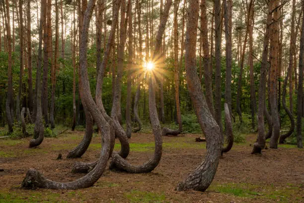 Photo of Mysterious forest with curved pines near Gryfino in Poland
