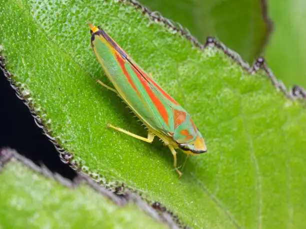 Photo of Rhododendron Leafhopper, Rhododendron Cicada (Graphocephala fennahi)