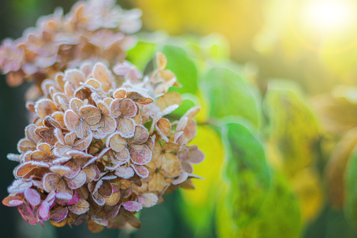 a hydrangea branch in the garden is covered with frost. the first frost in the fall. autumn background, selective focus.