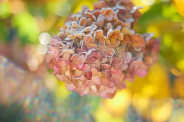 Photo of a hydrangea branch in the garden is covered with frost. the first frost in the fall. autumn background, selective focus