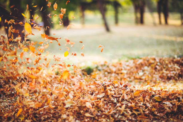 hojas de otoño en el viento - november tranquil scene autumn leaf fotografías e imágenes de stock