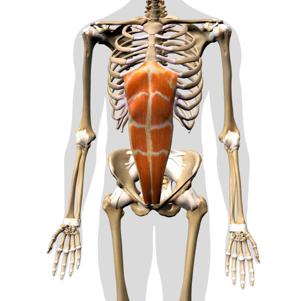Male Rectus Abdominis Muscle in Isolation on Human Skeleton, ripl fitness