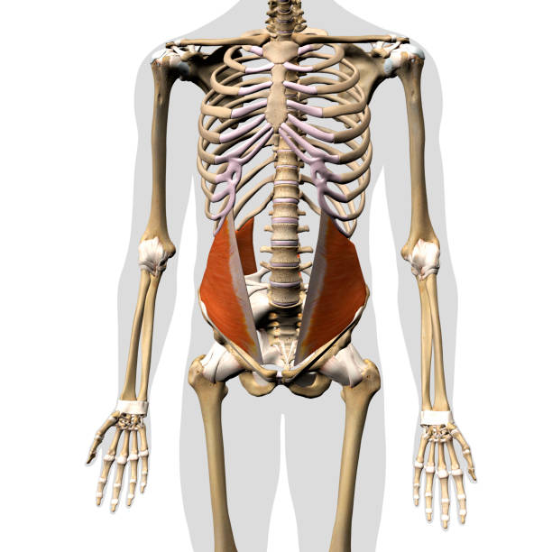 Male Internal Oblique Muscle in Isolation on Human Skeleton, 3D Rendering stock photo
