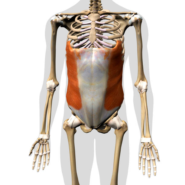 istock Male External Oblique Muscle in Isolation on Human Skeleton, 3D Rendering 1271777688