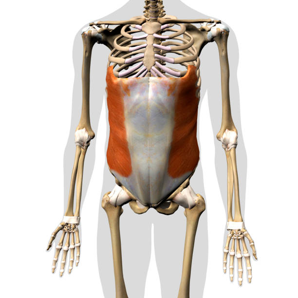 Male External Oblique Muscle in Isolation on Human Skeleton, 3D Rendering stock photo