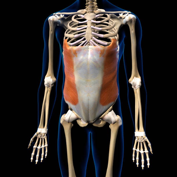 músculo oblíquo externo masculino em isolamento em esqueleto humano, renderização 3d - external oblique - fotografias e filmes do acervo