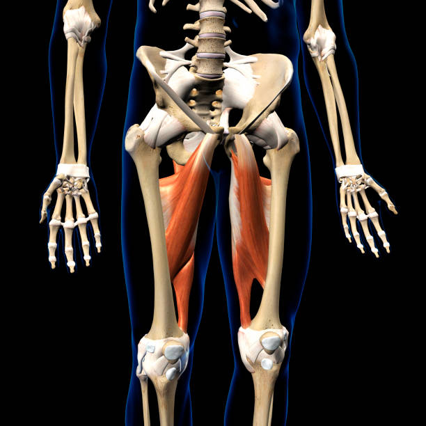 machacle hip adductor complex muscles vista anterior aislado en esqueleto humano - aductor grande fotografías e imágenes de stock