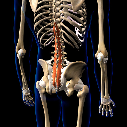 Multifidus Rotation Multifidus Muscle Isolated On The Spinal Column 3d Rendering Stock ...