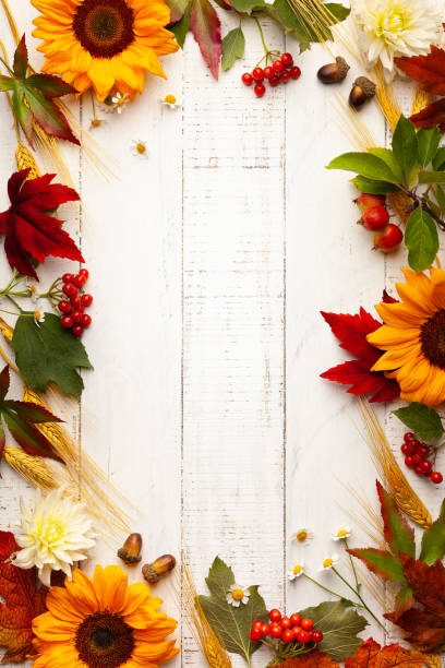 Autumn frame with wheat ears, sunflowers,