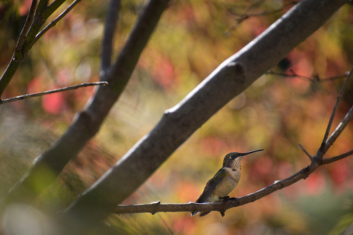 Shenandoah National Park - Humming Bird