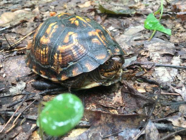 istock Shenandoah Wildlife - Box Turtle 1271779886