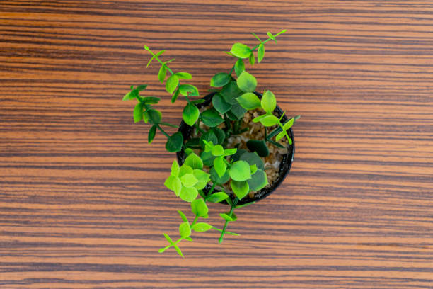 istock Green potted plants for decoration isolated on a brown zebra wood table 1271780180