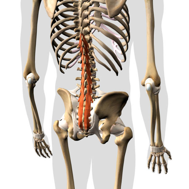 Multifidus Muscle Isolated on the Spinal Column, 3D Rendering stock photo