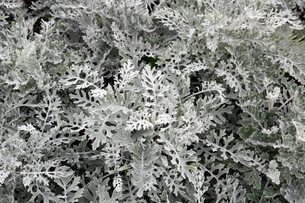 istock Background of flowers Cineraria. 1271781058