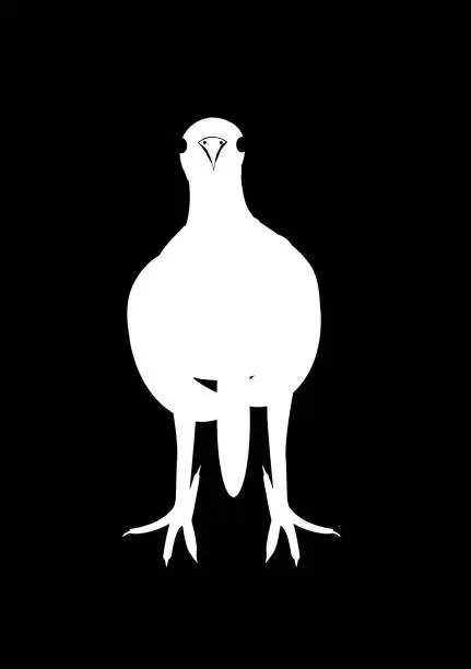 Vector illustration of bird,