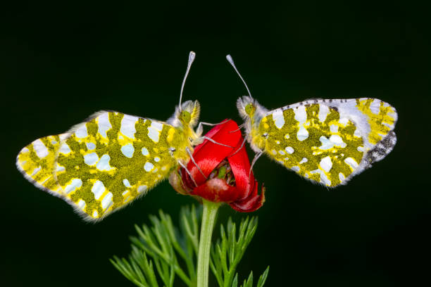 istock Macro shots, beautiful butterfly 1271781537
