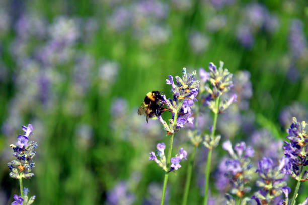 istock Wild Bee in a lavender Field 1271782771