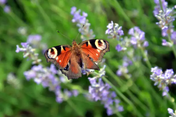 Photo of peacock butterfly (aglaisio) in a field of lavender